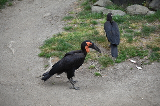 Filename=DSC_4016.JPG
Filesize=20765KiB
Dimensions=7360x4912
Date added=May 07, 2021 DSC_4016.JPG