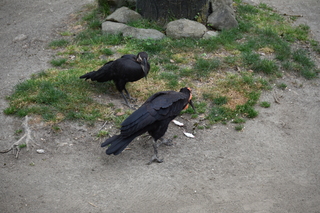 Filename=DSC_4018.JPG
Filesize=21873KiB
Dimensions=7360x4912
Date added=May 07, 2021 DSC_4018.JPG