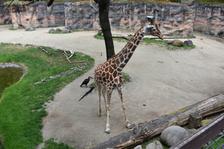 Filename=DSC_4020.JPG
Filesize=21511KiB
Dimensions=7360x4912
Date added=May 07, 2021 DSC_4020.JPG