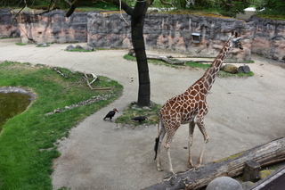 Filename=DSC_4021.JPG
Filesize=22686KiB
Dimensions=7360x4912
Date added=May 07, 2021 DSC_4021.JPG