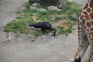 Filename=DSC_4022.JPG
Filesize=23037KiB
Dimensions=7360x4912
Date added=May 07, 2021 DSC_4022.JPG