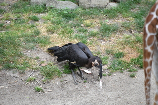 Filename=DSC_4024.JPG
Filesize=22115KiB
Dimensions=7360x4912
Date added=May 07, 2021 DSC_4024.JPG