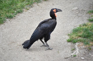 Filename=DSC_4026.JPG
Filesize=20024KiB
Dimensions=7360x4912
Date added=May 07, 2021 DSC_4026.JPG