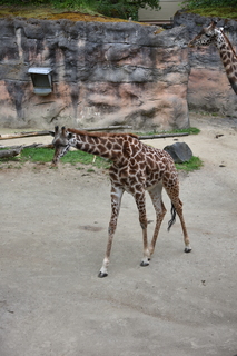 Filename=DSC_4027.JPG
Filesize=16198KiB
Dimensions=4912x7360
Date added=May 07, 2021 DSC_4027.JPG