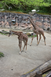 Filename=DSC_4028.JPG
Filesize=19220KiB
Dimensions=4912x7360
Date added=May 07, 2021 DSC_4028.JPG