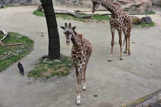 Filename=DSC_4032.JPG
Filesize=21398KiB
Dimensions=7360x4912
Date added=May 07, 2021 DSC_4032.JPG