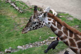 Filename=DSC_4033.JPG
Filesize=15786KiB
Dimensions=7360x4912
Date added=May 07, 2021 DSC_4033.JPG