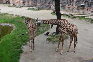 Filename=DSC_4034.JPG
Filesize=22016KiB
Dimensions=7360x4912
Date added=May 07, 2021 DSC_4034.JPG