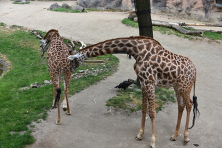 Filename=DSC_4035.JPG
Filesize=20125KiB
Dimensions=7360x4912
Date added=May 07, 2021 DSC_4035.JPG