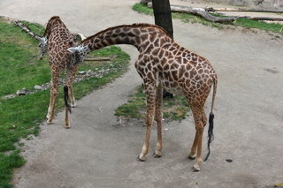 Filename=DSC_4036.JPG
Filesize=22550KiB
Dimensions=7360x4912
Date added=May 07, 2021 DSC_4036.JPG