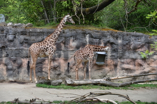 Filename=DSC_4037.JPG
Filesize=23454KiB
Dimensions=7360x4912
Date added=May 07, 2021 DSC_4037.JPG