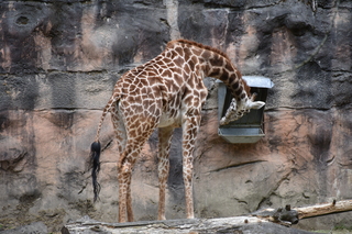 Filename=DSC_4039.JPG
Filesize=20584KiB
Dimensions=7360x4912
Date added=May 07, 2021 DSC_4039.JPG