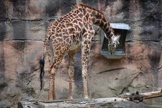 Filename=DSC_4040.JPG
Filesize=20303KiB
Dimensions=7360x4912
Date added=May 07, 2021 DSC_4040.JPG