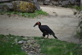 Filename=DSC_4041.JPG
Filesize=17873KiB
Dimensions=7360x4912
Date added=May 07, 2021 DSC_4041.JPG