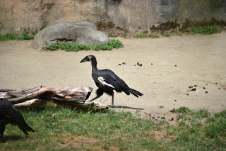 Filename=DSC_4047.JPG
Filesize=20511KiB
Dimensions=7360x4912
Date added=May 07, 2021 DSC_4047.JPG