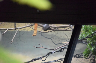 Filename=DSC_4053.JPG
Filesize=18009KiB
Dimensions=7360x4912
Date added=May 07, 2021 DSC_4053.JPG