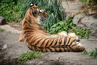 Filename=DSC_4058.JPG
Filesize=21996KiB
Dimensions=7360x4912
Date added=May 07, 2021 DSC_4058.JPG