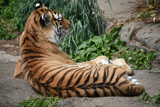 Filename=DSC_4061.JPG
Filesize=20193KiB
Dimensions=7360x4912
Date added=May 07, 2021 DSC_4061.JPG