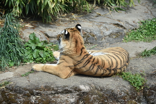 Filename=DSC_4063.JPG
Filesize=21075KiB
Dimensions=7360x4912
Date added=May 07, 2021 DSC_4063.JPG