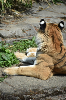 Filename=DSC_4066.JPG
Filesize=15646KiB
Dimensions=4912x7360
Date added=May 07, 2021 DSC_4066.JPG