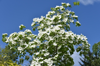 Filename=DSC_4067.JPG
Filesize=18682KiB
Dimensions=7360x4912
Date added=May 07, 2021 DSC_4067.JPG