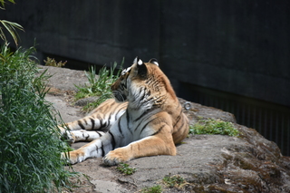 Filename=DSC_4068.JPG
Filesize=17087KiB
Dimensions=7360x4912
Date added=May 07, 2021 DSC_4068.JPG