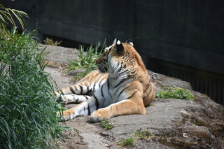 Filename=DSC_4069.JPG
Filesize=17939KiB
Dimensions=7360x4912
Date added=May 07, 2021 DSC_4069.JPG