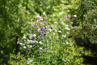 Filename=DSC_4071.JPG
Filesize=17948KiB
Dimensions=7360x4912
Date added=May 07, 2021 DSC_4071.JPG