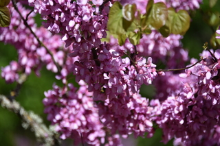 Filename=DSC_4074.JPG
Filesize=16020KiB
Dimensions=7360x4912
Date added=May 07, 2021 DSC_4074.JPG