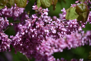 Filename=DSC_4075.JPG
Filesize=15585KiB
Dimensions=7360x4912
Date added=May 07, 2021 DSC_4075.JPG