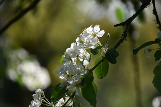 Filename=DSC_4077.JPG
Filesize=14681KiB
Dimensions=7360x4912
Date added=May 07, 2021 DSC_4077.JPG