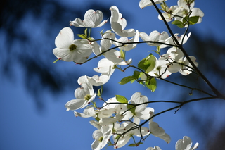 Filename=DSC_4081.JPG
Filesize=15287KiB
Dimensions=7360x4912
Date added=May 07, 2021 DSC_4081.JPG