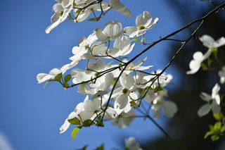 Filename=DSC_4082.JPG
Filesize=15154KiB
Dimensions=7360x4912
Date added=May 07, 2021 DSC_4082.JPG