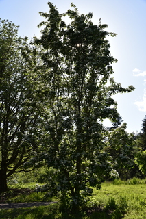 Filename=DSC_4086.JPG
Filesize=21741KiB
Dimensions=4912x7360
Date added=May 07, 2021 DSC_4086.JPG