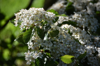 Filename=DSC_4087.JPG
Filesize=16500KiB
Dimensions=7360x4912
Date added=May 07, 2021 DSC_4087.JPG