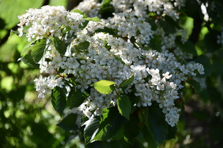 Filename=DSC_4089.JPG
Filesize=17144KiB
Dimensions=7360x4912
Date added=May 07, 2021 DSC_4089.JPG