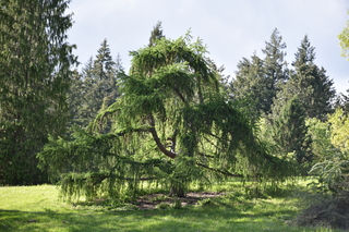 Filename=DSC_4090.JPG
Filesize=21717KiB
Dimensions=7360x4912
Date added=May 07, 2021 DSC_4090.JPG