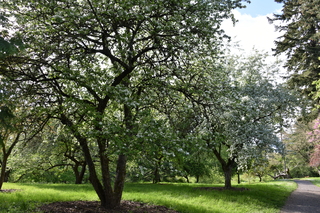 Filename=DSC_4094.JPG
Filesize=27665KiB
Dimensions=7360x4912
Date added=May 07, 2021 DSC_4094.JPG