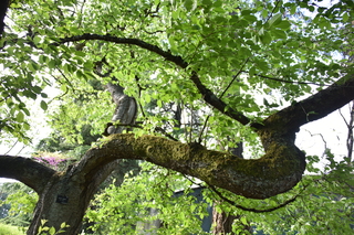 Filename=DSC_4095.JPG
Filesize=21678KiB
Dimensions=7360x4912
Date added=May 07, 2021 DSC_4095.JPG