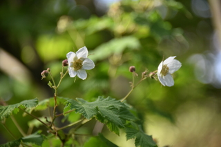 Filename=DSC_4100.JPG
Filesize=15276KiB
Dimensions=7360x4912
Date added=May 07, 2021 DSC_4100.JPG