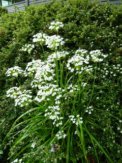 Filename=P1090488.JPG
Filesize=4773KiB
Dimensions=3240x4320
Date added=May 09, 2021 P1090488.JPG