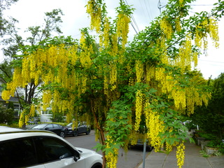 Filename=P1090490.JPG
Filesize=5459KiB
Dimensions=4320x3240
Date added=May 09, 2021 P1090490.JPG