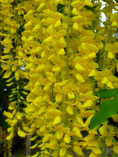 Filename=P1090491.JPG
Filesize=4822KiB
Dimensions=3240x4320
Date added=May 09, 2021 P1090491.JPG