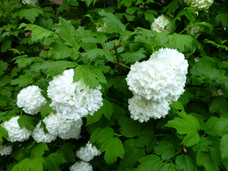 Filename=P1090494.JPG
Filesize=5275KiB
Dimensions=4320x3240
Date added=May 09, 2021 P1090494.JPG