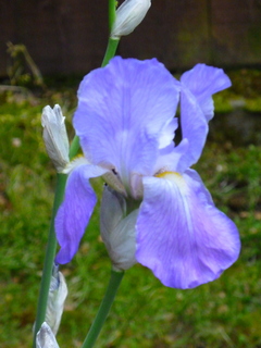 Filename=P1090495.JPG
Filesize=5062KiB
Dimensions=3240x4320
Date added=May 09, 2021 P1090495.JPG