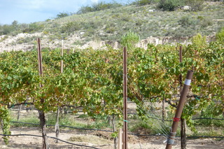 Filename=P1030916.JPG
Filesize=5081KiB
Dimensions=4320x2880
Date added=Sep 23, 2019 P1030916.JPG