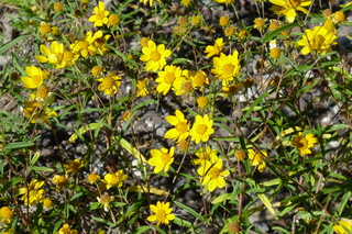 Filename=P1030968.JPG
Filesize=5407KiB
Dimensions=4320x2880
Date added=Sep 23, 2019 P1030968.JPG