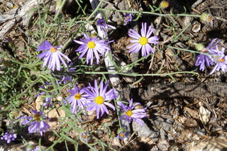 Filename=P1030990.JPG
Filesize=5030KiB
Dimensions=4320x2880
Date added=Sep 23, 2019 P1030990.JPG