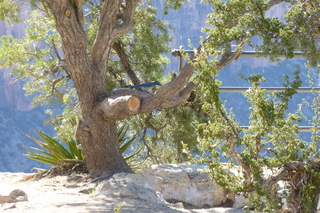 Filename=P1040140.JPG
Filesize=4955KiB
Dimensions=4320x2880
Date added=Sep 23, 2019 P1040140.JPG