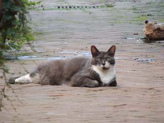 Filename=DSCN4295.JPG
Filesize=5676KiB
Dimensions=4608x3456
Date added=Sep 23, 2019 DSCN4295.JPG